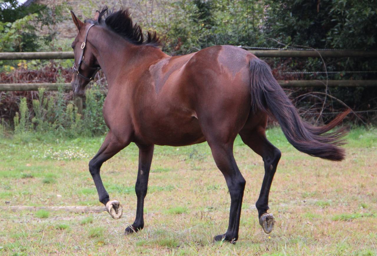 Fattrice Trottatore Francese In vendita 2018 Baio