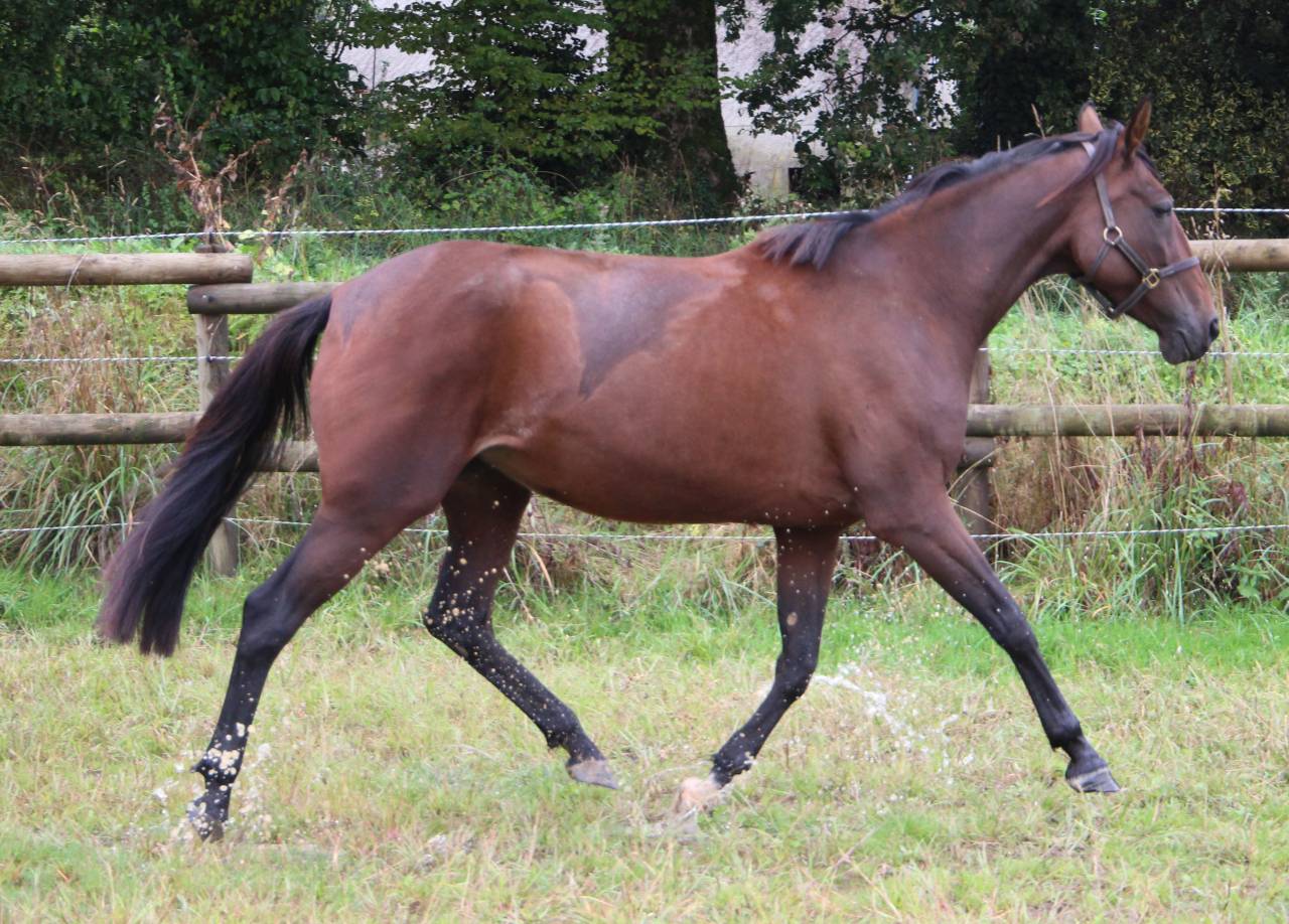 Fattrice Trottatore Francese In vendita 2018 Baio