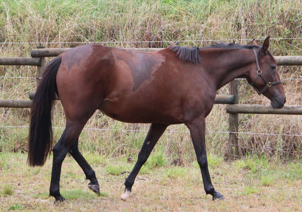 Fattrice Trottatore Francese In vendita 2018 Baio
