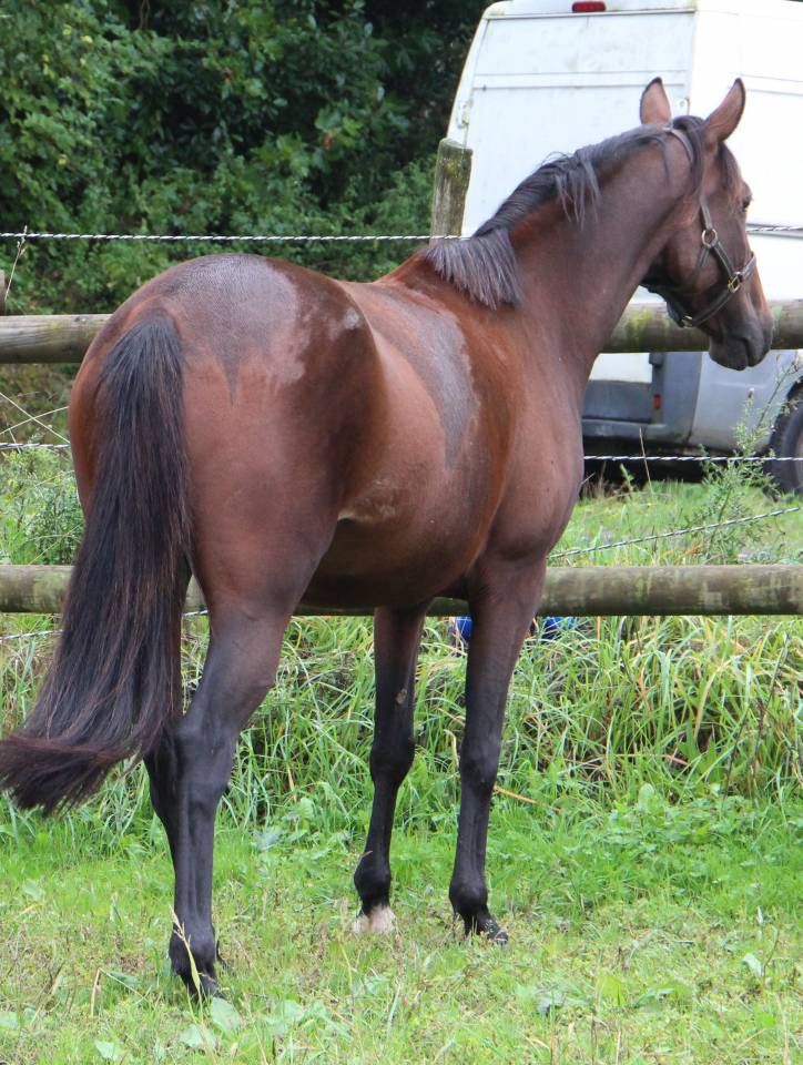 Fattrice Trottatore Francese In vendita 2018 Baio
