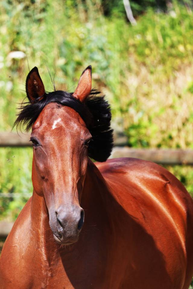 Fattrice Trottatore Francese In vendita 2018 Baio