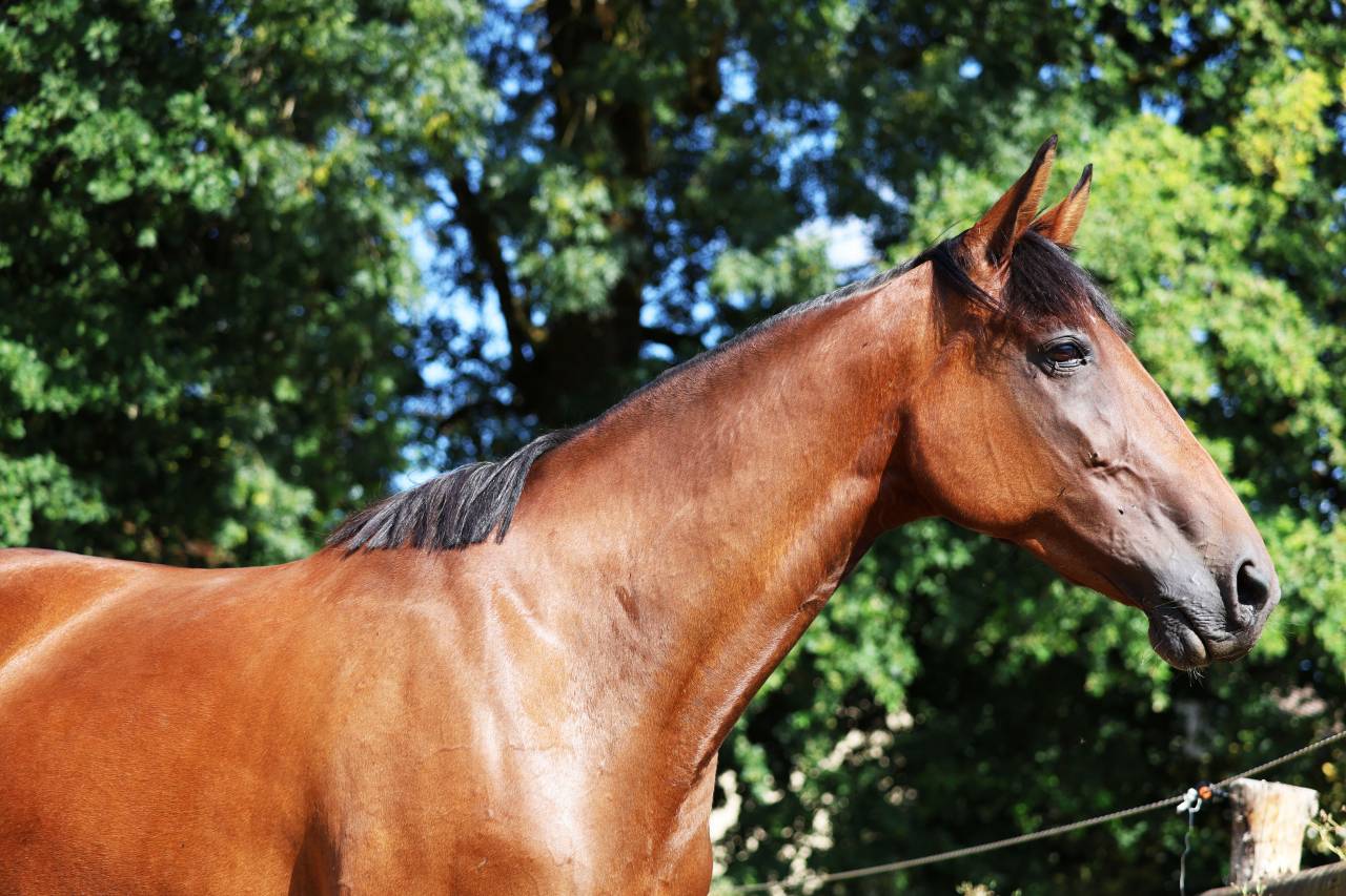 Fattrice Trottatore Francese In vendita 2018 Baio
