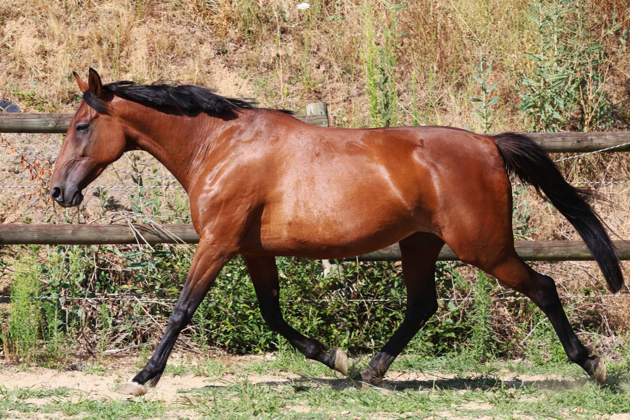 Fattrice Trottatore Francese In vendita 2018 Baio