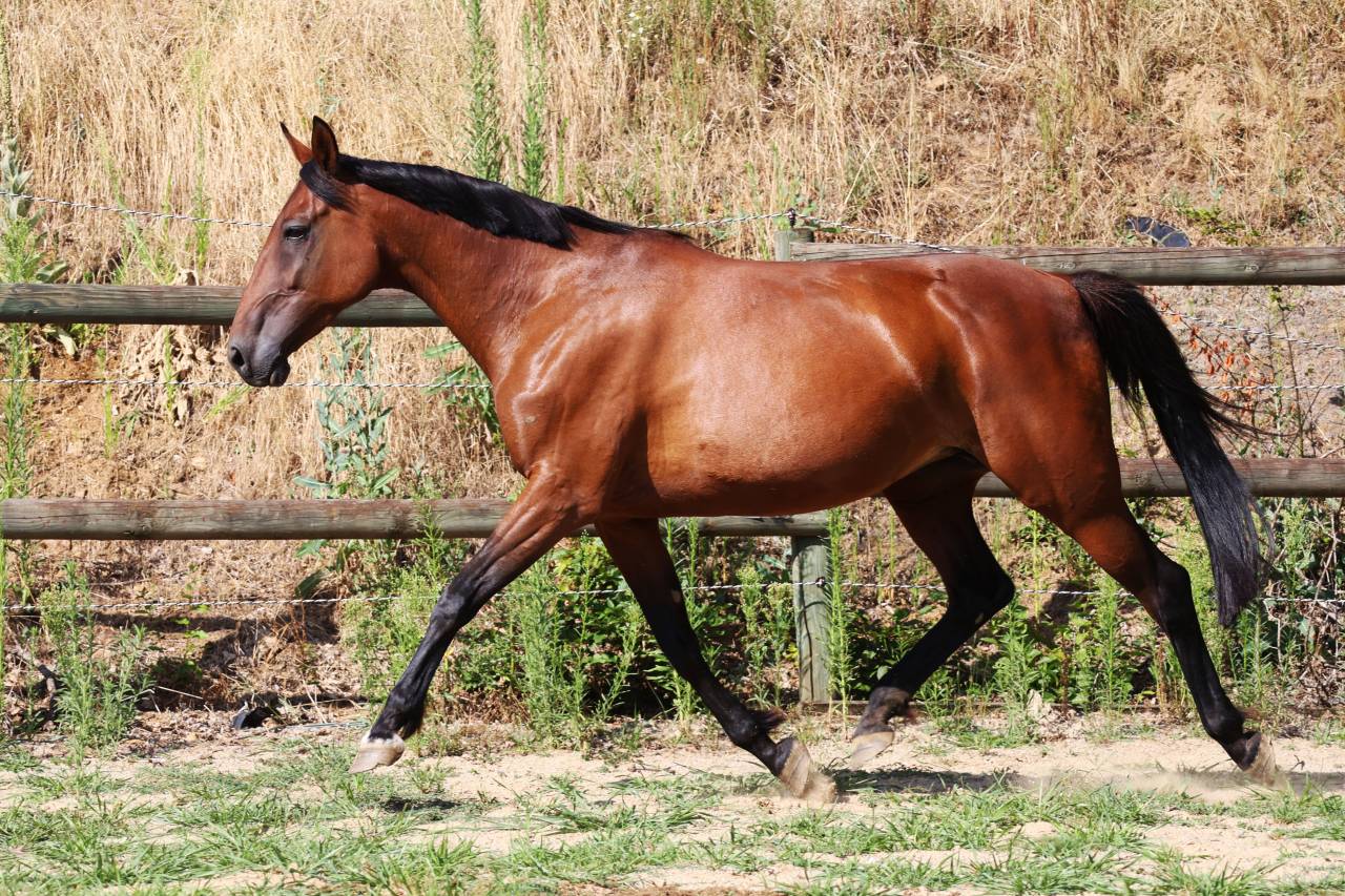 Fattrice Trottatore Francese In vendita 2018 Baio