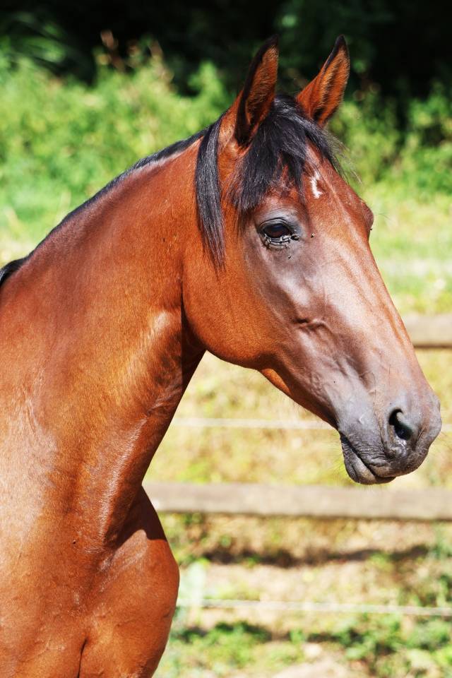 Fattrice Trottatore Francese In vendita 2018 Baio