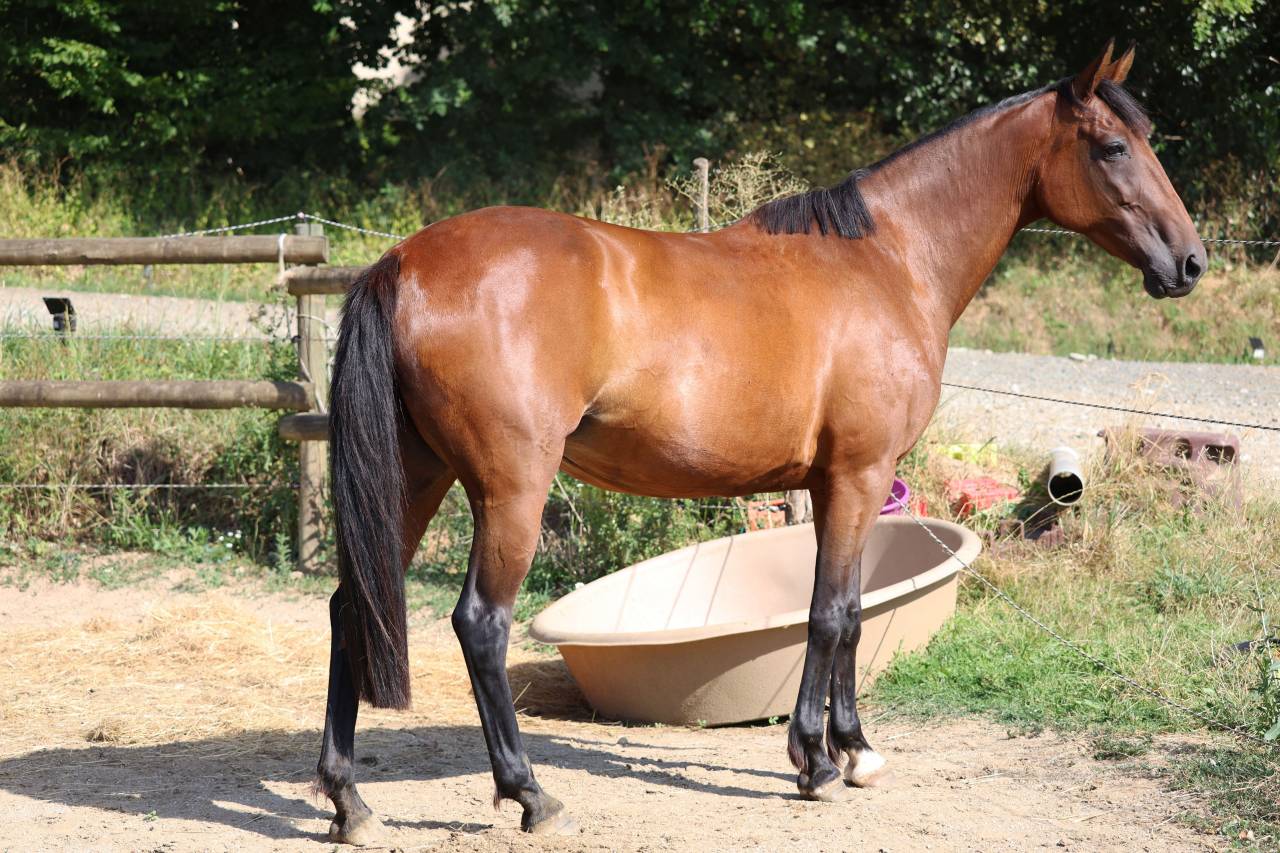 Fattrice Trottatore Francese In vendita 2018 Baio