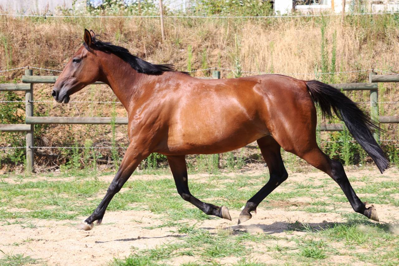 Fattrice Trottatore Francese In vendita 2018 Baio