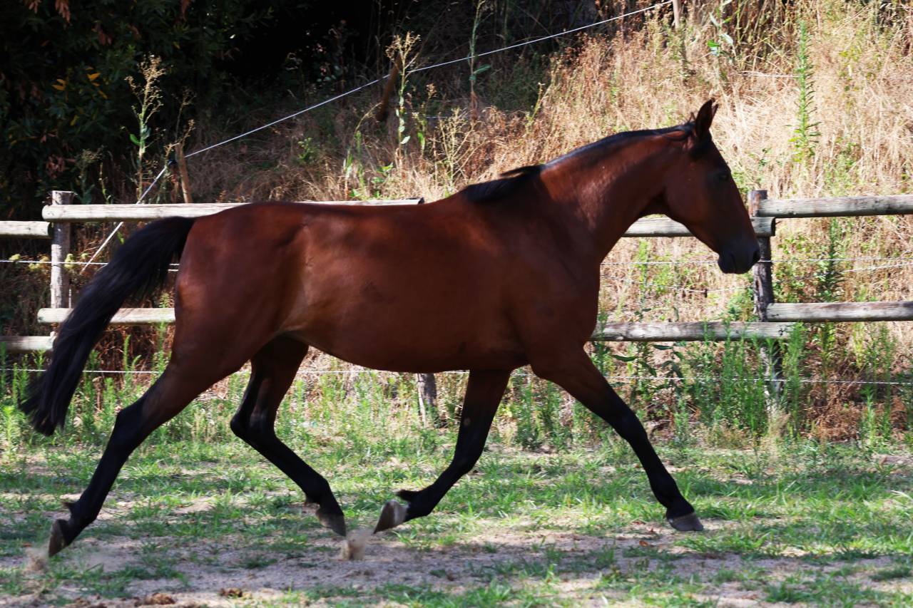 Fattrice Trottatore Francese In vendita 2018 Baio