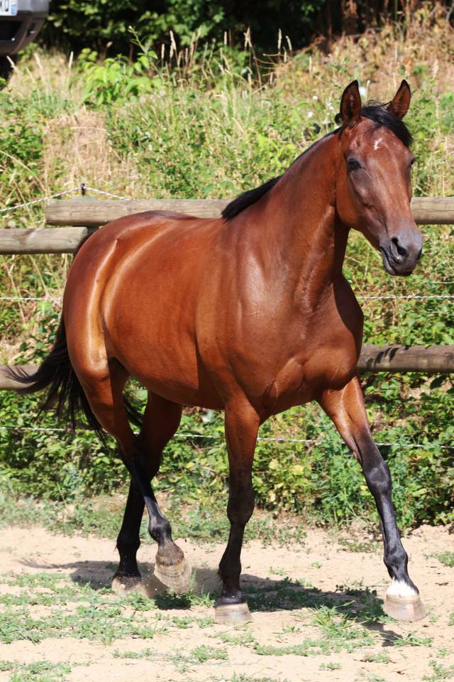 Fattrice Trottatore Francese In vendita 2018 Baio