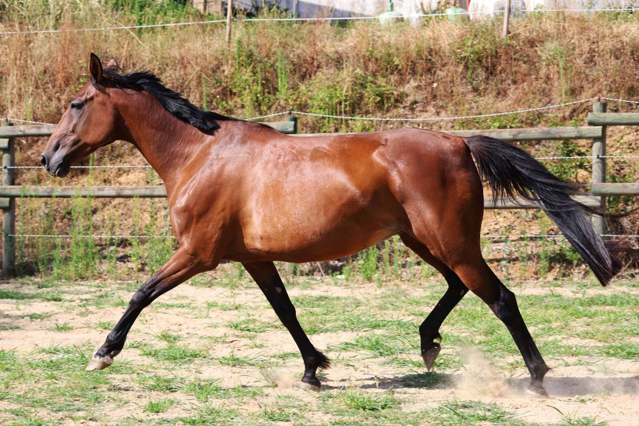 Fattrice Trottatore Francese In vendita 2018 Baio