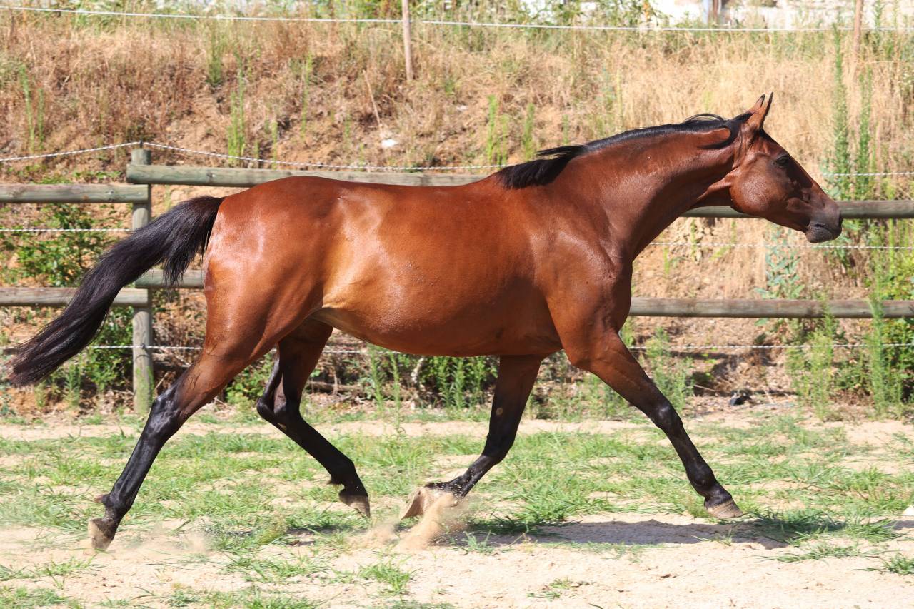 Fattrice Trottatore Francese In vendita 2018 Baio
