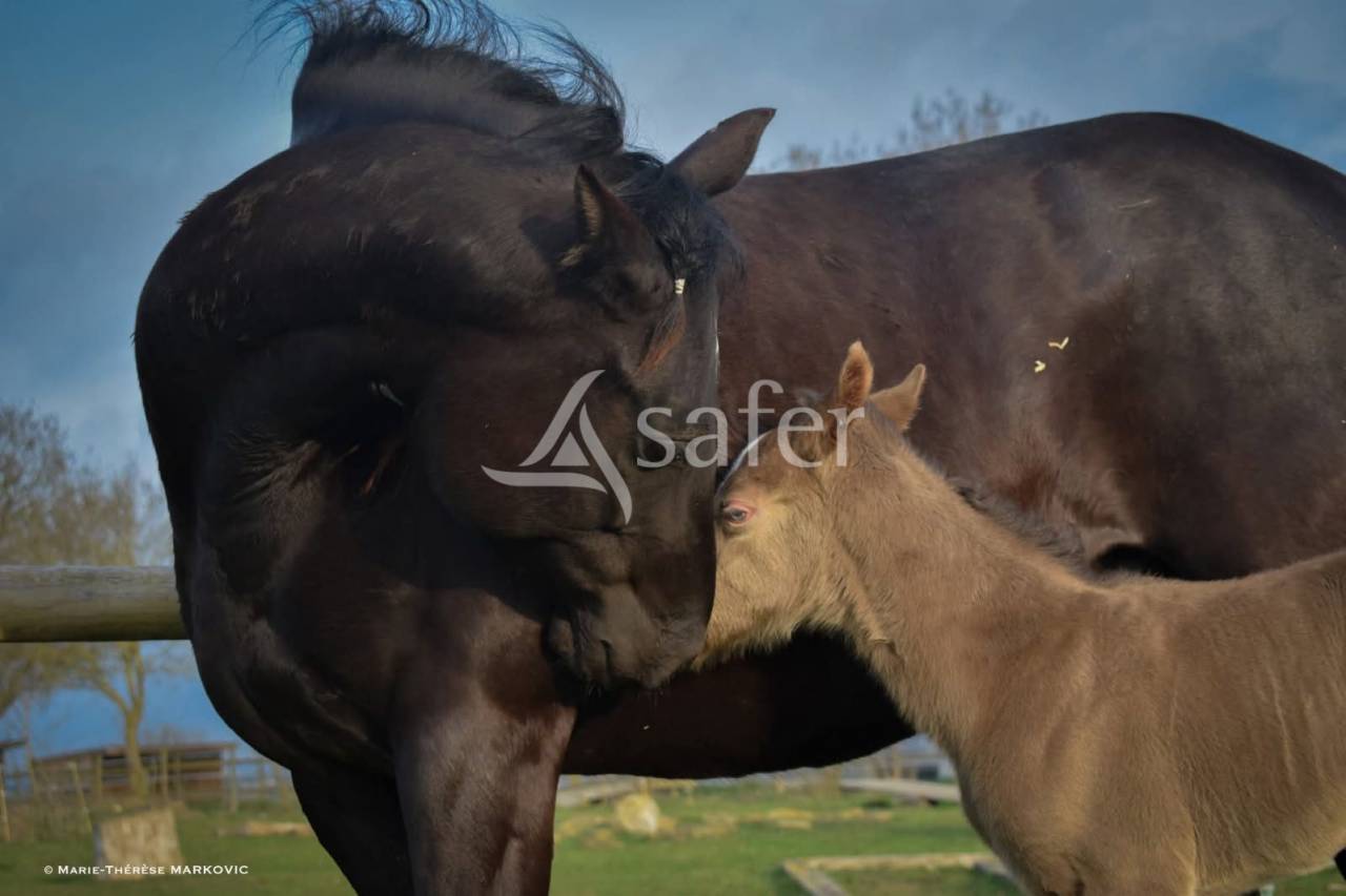 Propriet&agrave; equestre In vendita Aude
