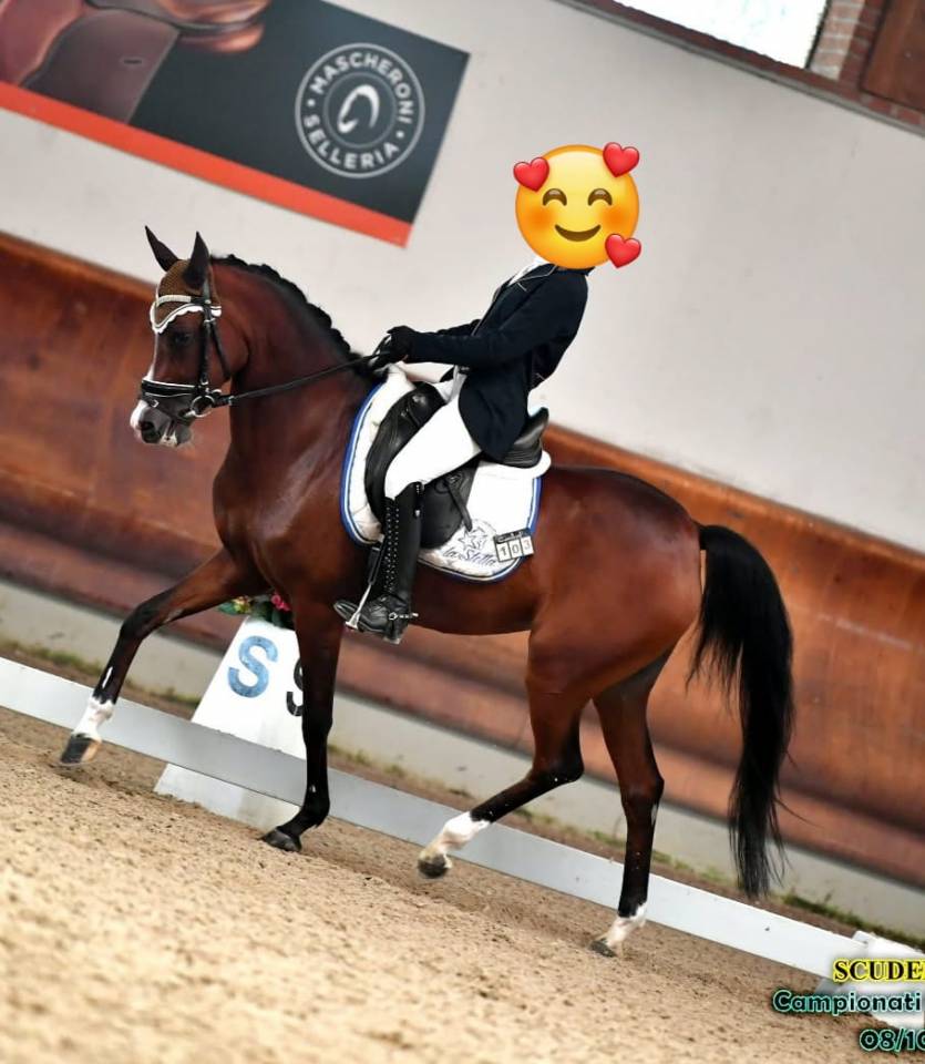 PONY DA DRESSAGE IN VENDITA