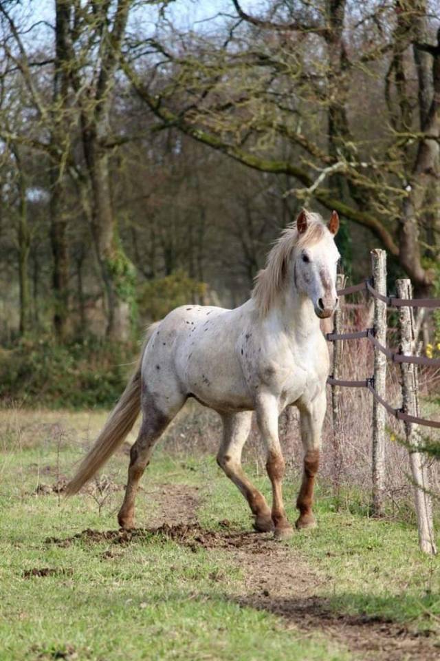 Stallone Appaloosa In vendita 2014 Altro colore
