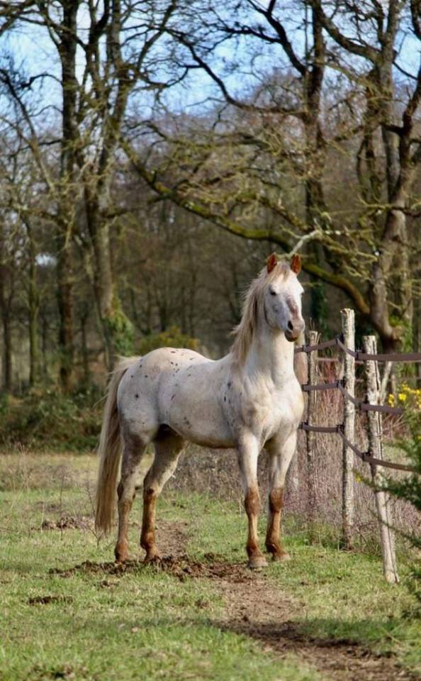 Stallone Appaloosa In vendita 2014 Altro colore