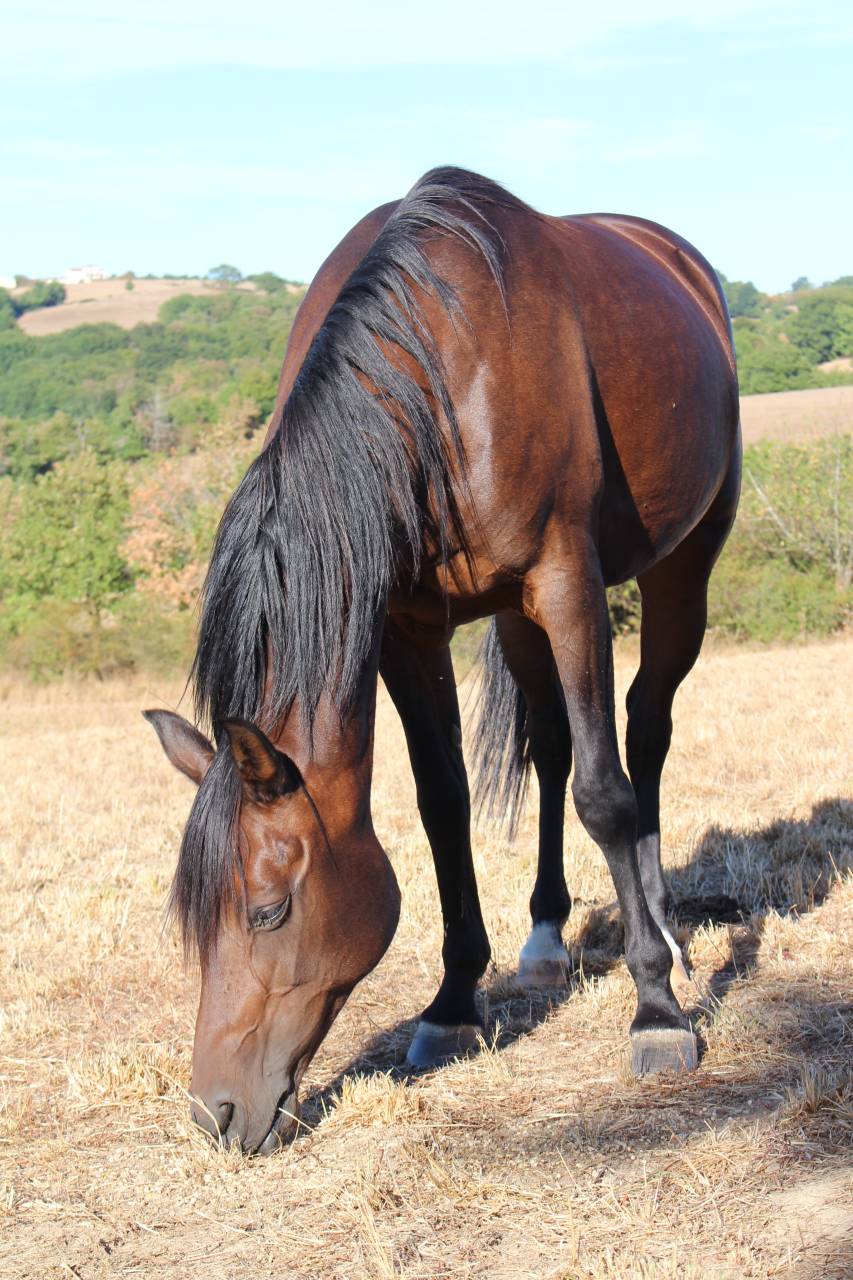 Cavalla Purosangue Arabo In vendita 2010 Baio scuro ,  LOVER DE GARGASSAN