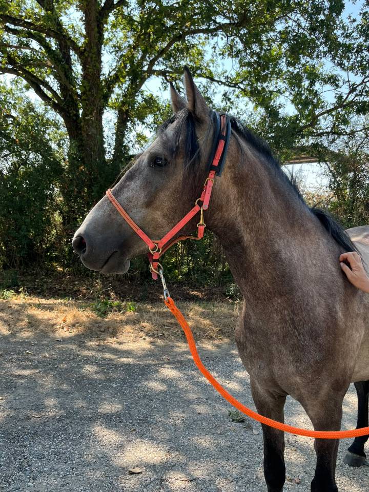 Castrone Berbero In vendita 2022 Grigio ,  Sileh (Alg)