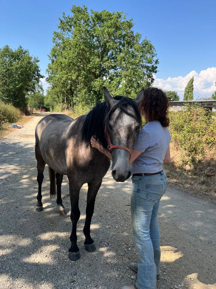 Castrone Berbero In vendita 2022 Grigio ,  Sileh (Alg)