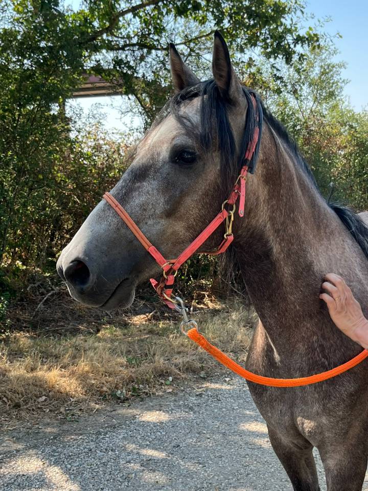 Castrone Berbero In vendita 2022 Grigio ,  Sileh (Alg)