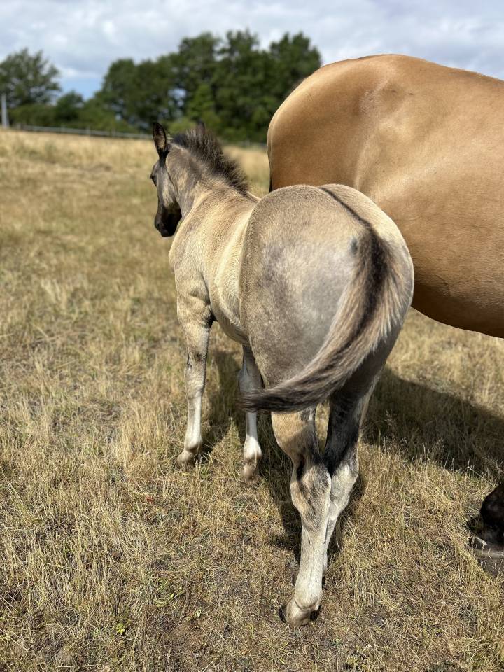 Puledro Quarter Horse In vendita 2026 Grullo