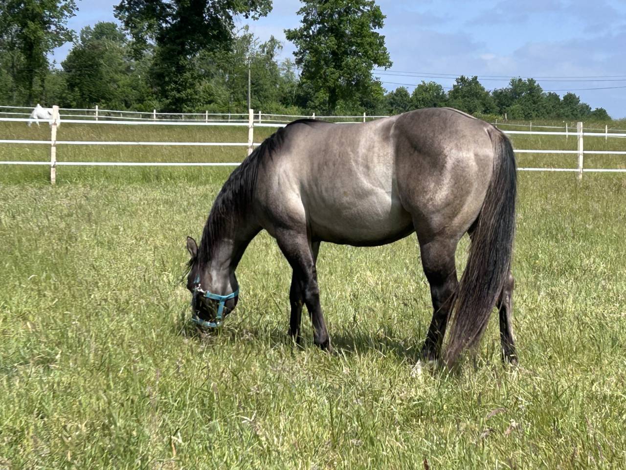 Puledro Quarter Horse In vendita 2026 Grullo
