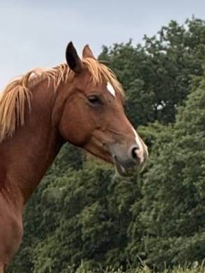 Cavalla Welsh Part Bred In vendita 2021 Sauro