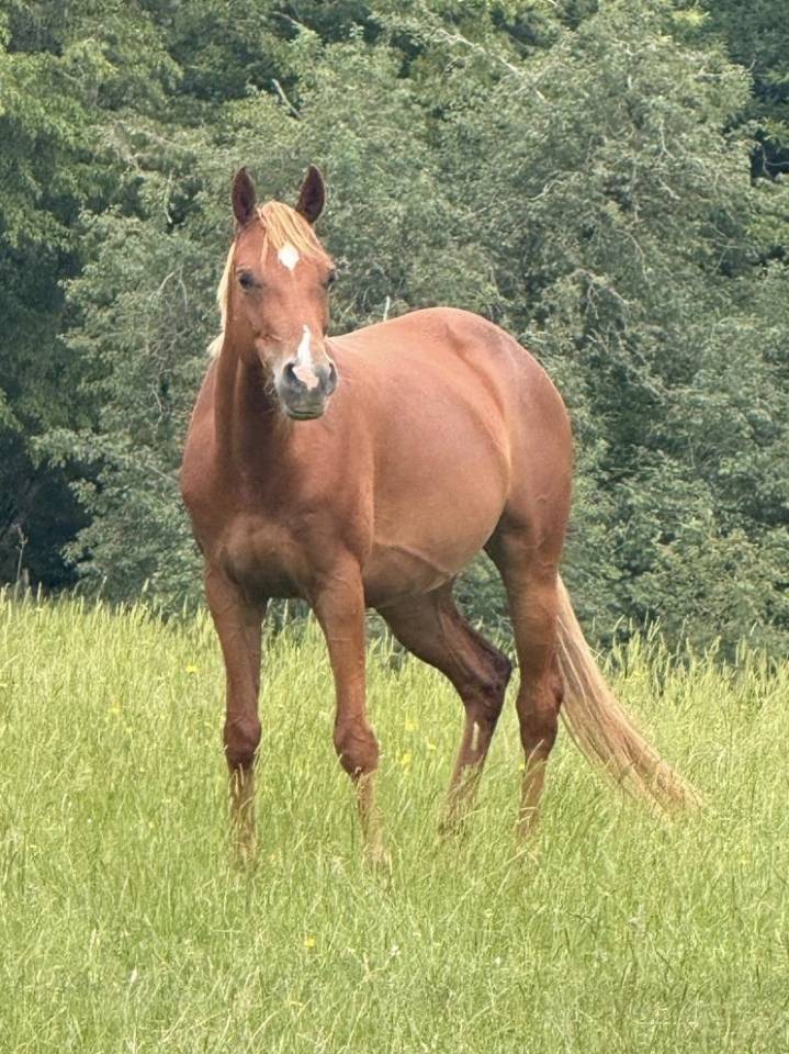 Cavalla Welsh Part Bred In vendita 2021 Sauro