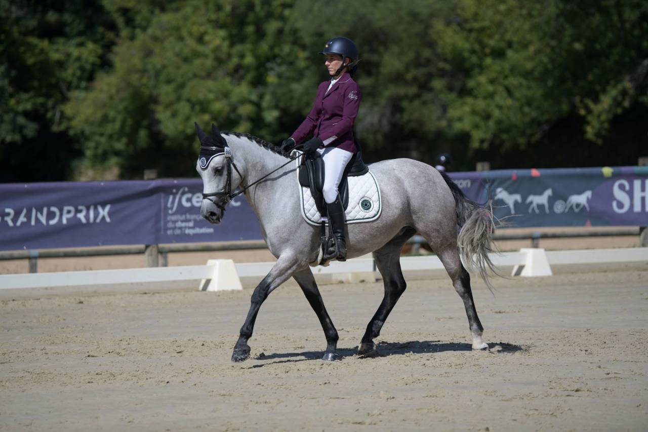 Cavalla Connemara In vendita 2018 Grigio