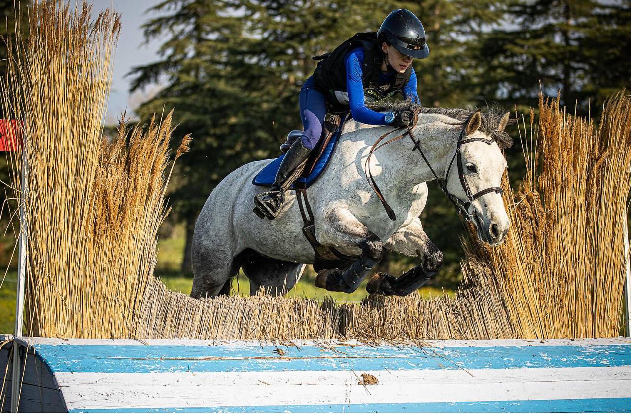 Cavalla Connemara In vendita 2018 Grigio