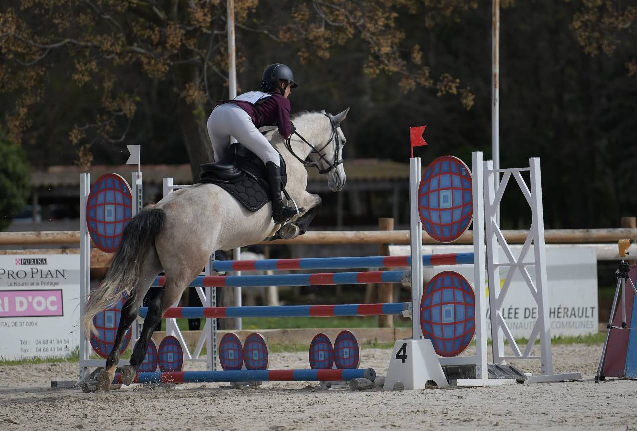 Cavalla Connemara In vendita 2018 Grigio
