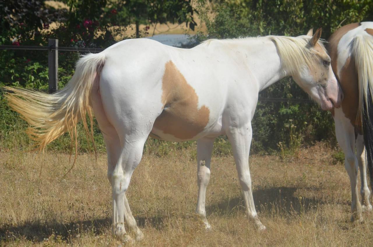 Cavalla Paint Horse In vendita 2024 Tobiano ,  MHW Milky Steadysugar