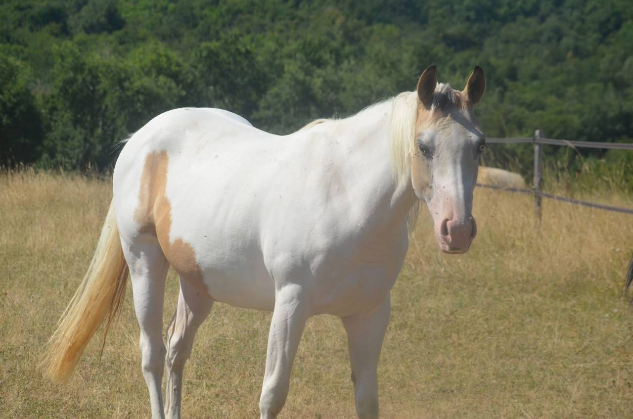 Cavalla Paint Horse In vendita 2024 Tobiano ,  MHW Milky Steadysugar