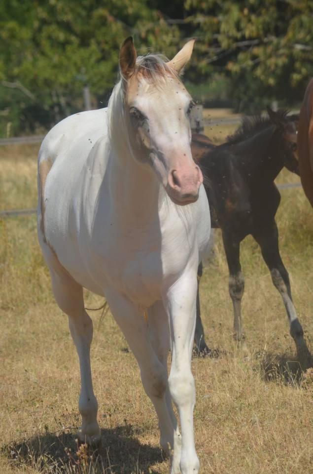 Cavalla Paint Horse In vendita 2024 Tobiano ,  MHW Milky Steadysugar