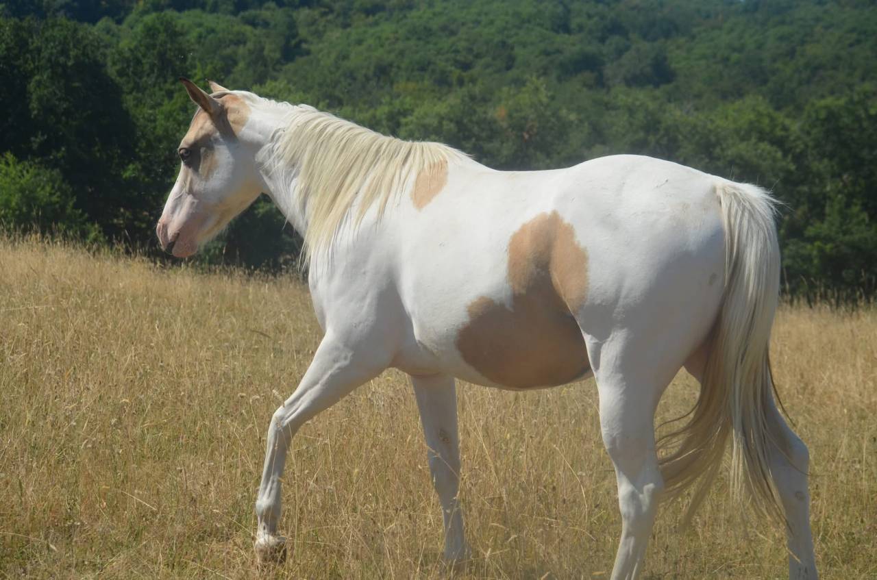 Cavalla Paint Horse In vendita 2024 Tobiano ,  MHW Milky Steadysugar