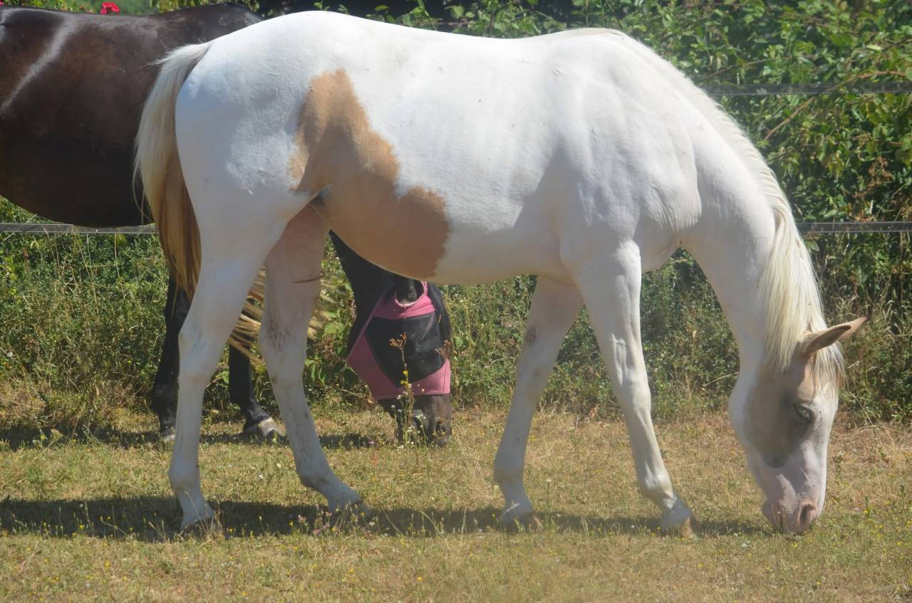 Cavalla Paint Horse In vendita 2024 Tobiano ,  MHW Milky Steadysugar