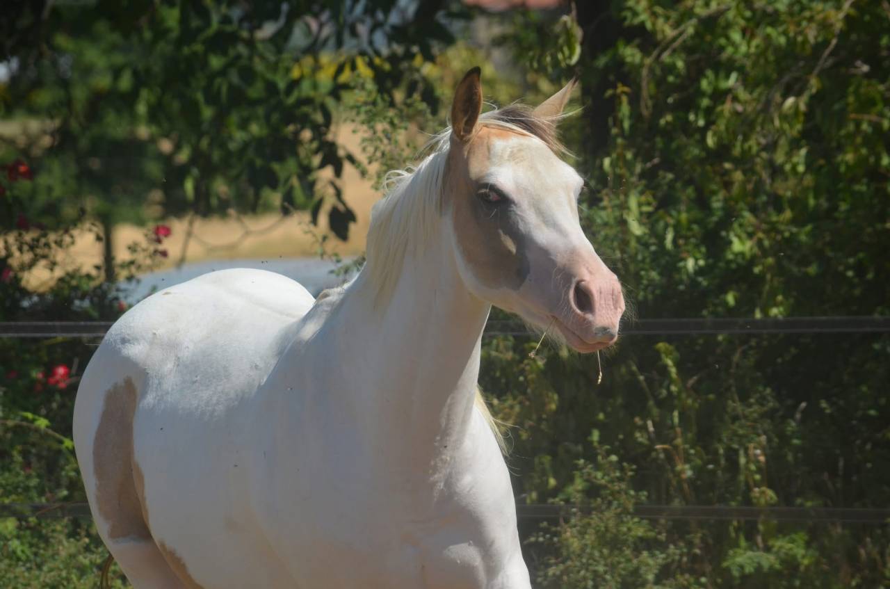 Cavalla Paint Horse In vendita 2024 Tobiano ,  MHW Milky Steadysugar