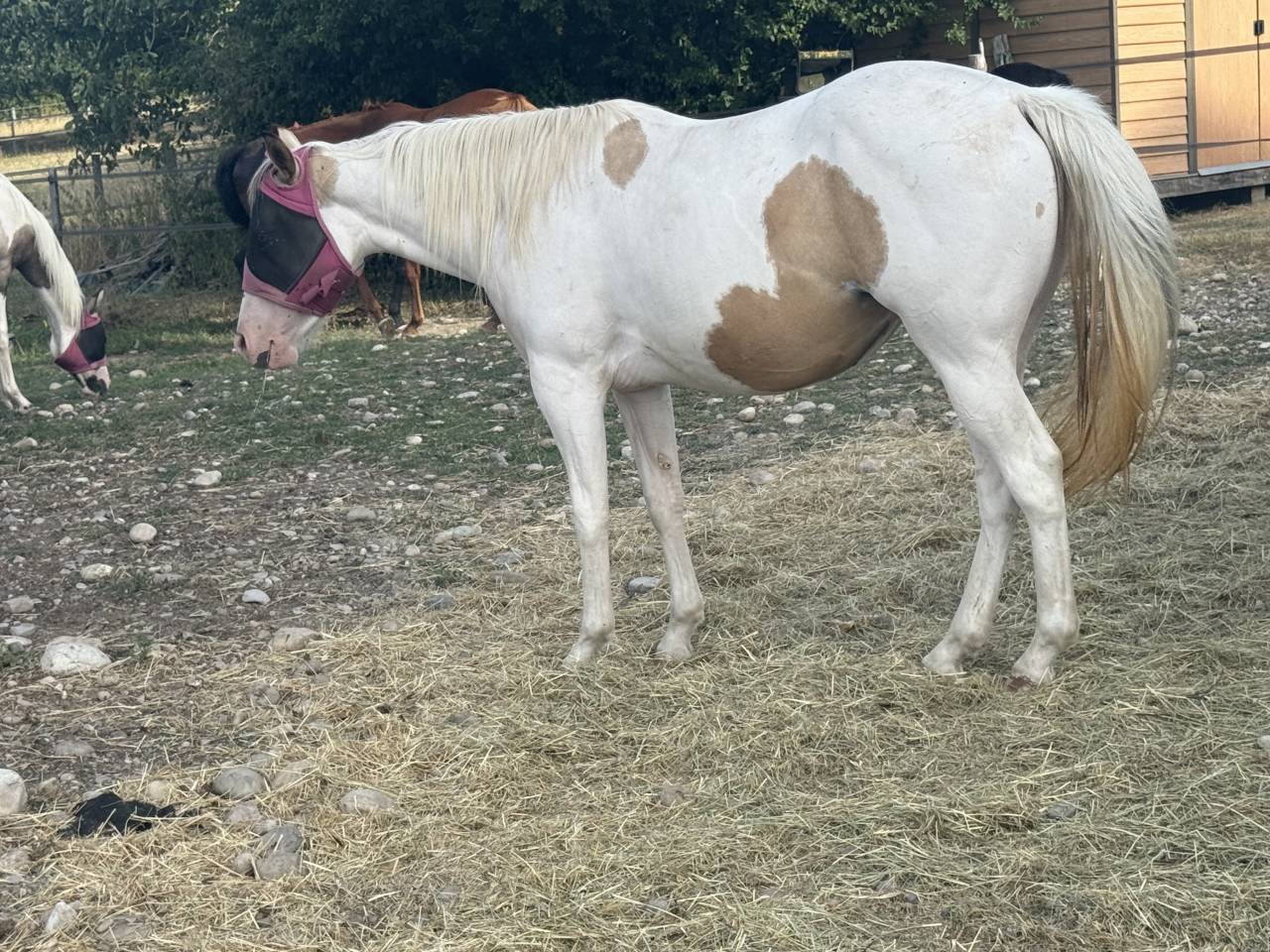 Cavalla Paint Horse In vendita 2024 Tobiano ,  MHW Milky Steadysugar