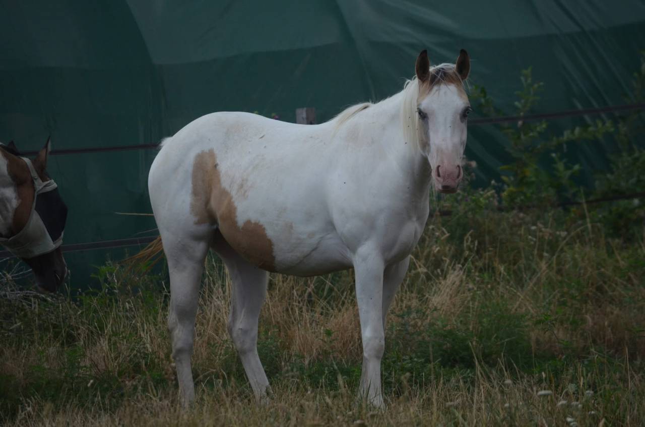 Cavalla Paint Horse In vendita 2024 Tobiano ,  MHW Milky Steadysugar