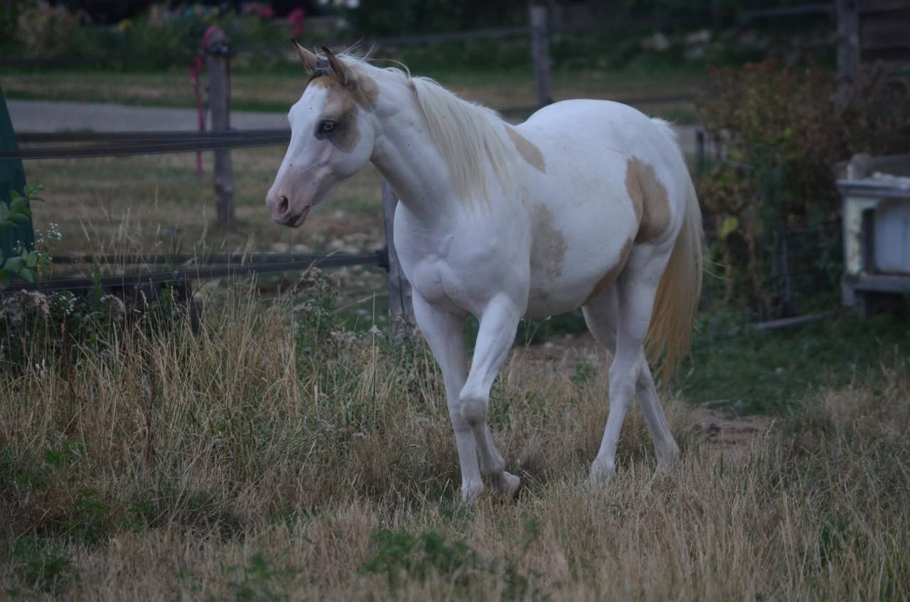 Cavalla Paint Horse In vendita 2024 Tobiano ,  MHW Milky Steadysugar