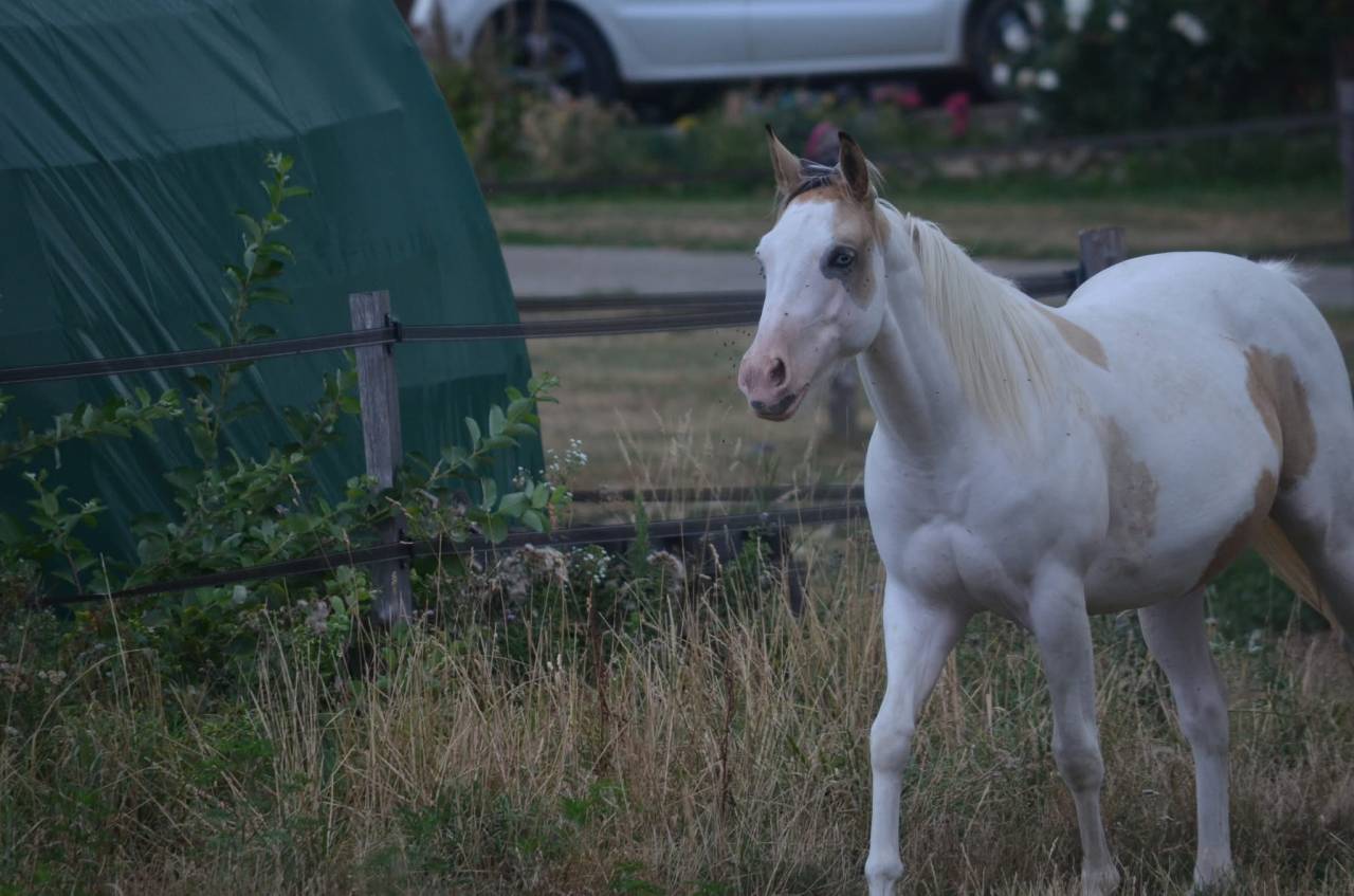 Cavalla Paint Horse In vendita 2024 Tobiano ,  MHW Milky Steadysugar