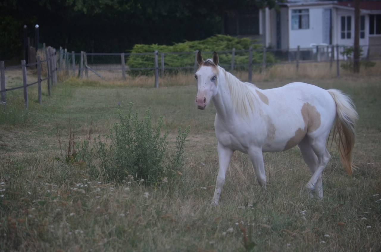 Cavalla Paint Horse In vendita 2024 Tobiano ,  MHW Milky Steadysugar