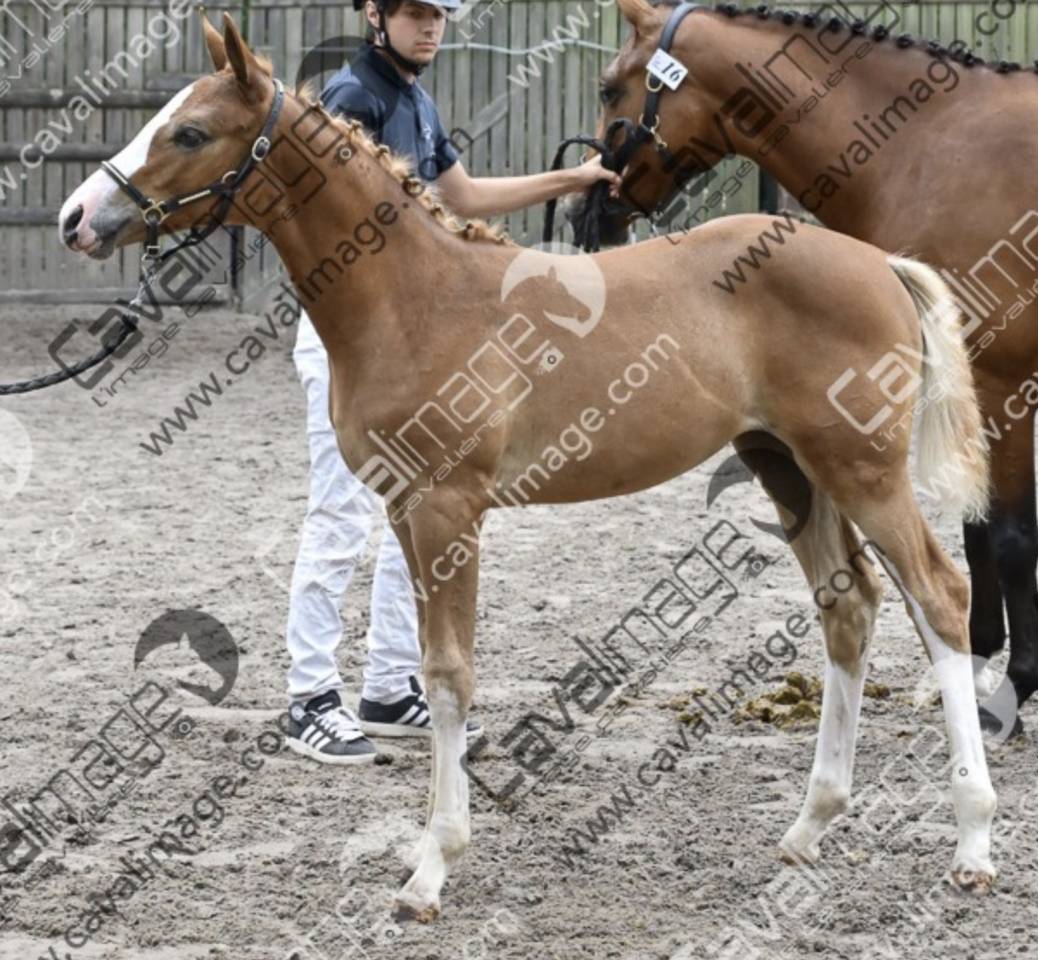 Puledra PFS Pony Francese da Sella In vendita 2026 Crine lavato ,  DOUBLE PLEASURE