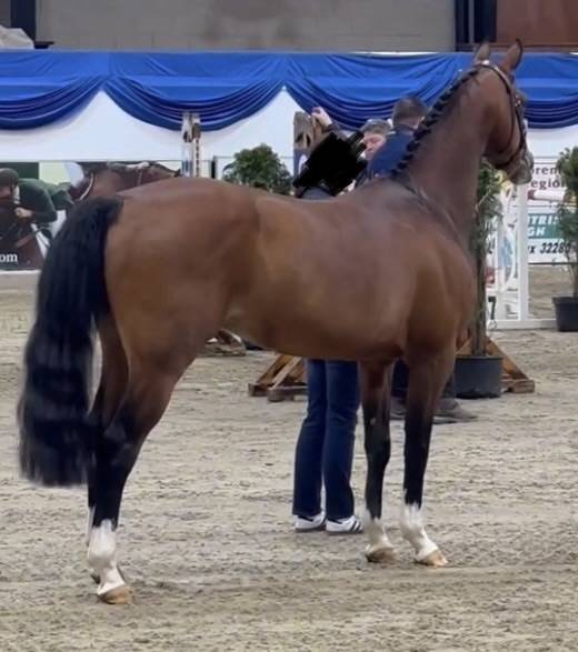 Fattrice PFS Pony Francese da Sella In vendita 2023 Baio