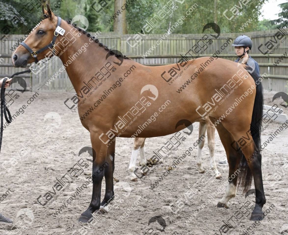 Fattrice PFS Pony Francese da Sella In vendita 2023 Baio