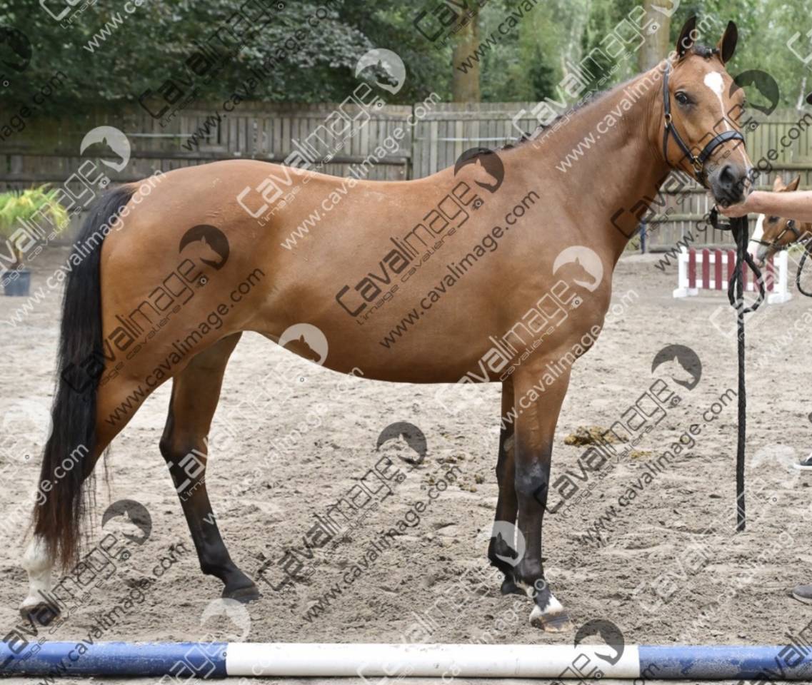 Fattrice PFS Pony Francese da Sella In vendita 2023 Baio