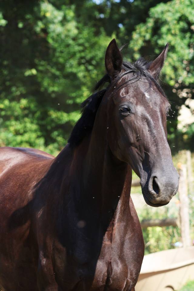 Fattrice Origine non conosciuta  In vendita 2019 Nero