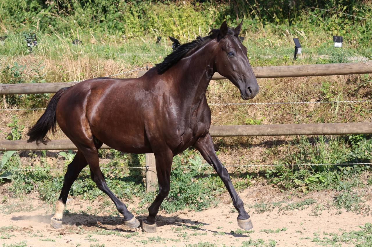 Fattrice Origine non conosciuta  In vendita 2019 Nero