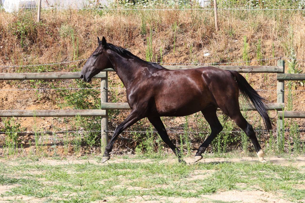 Fattrice Origine non conosciuta  In vendita 2019 Nero