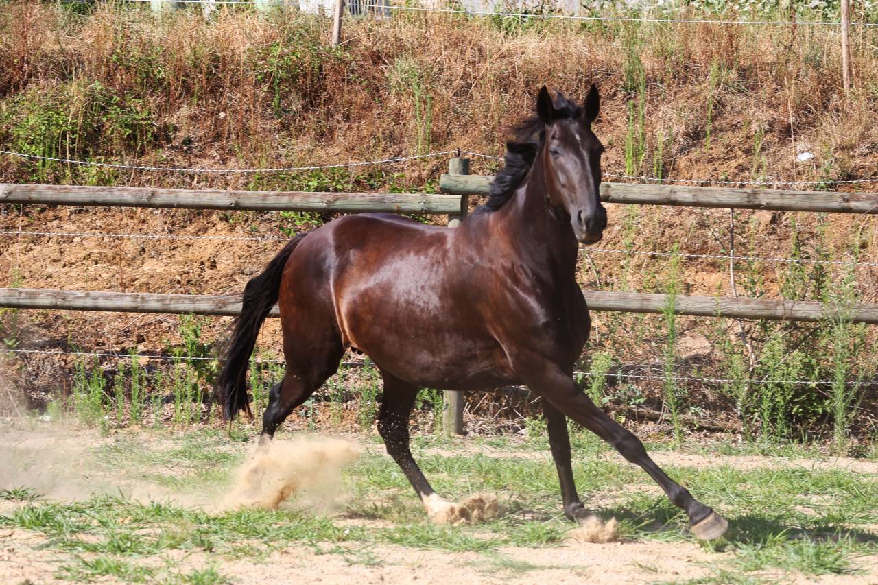 Fattrice Origine non conosciuta  In vendita 2019 Nero
