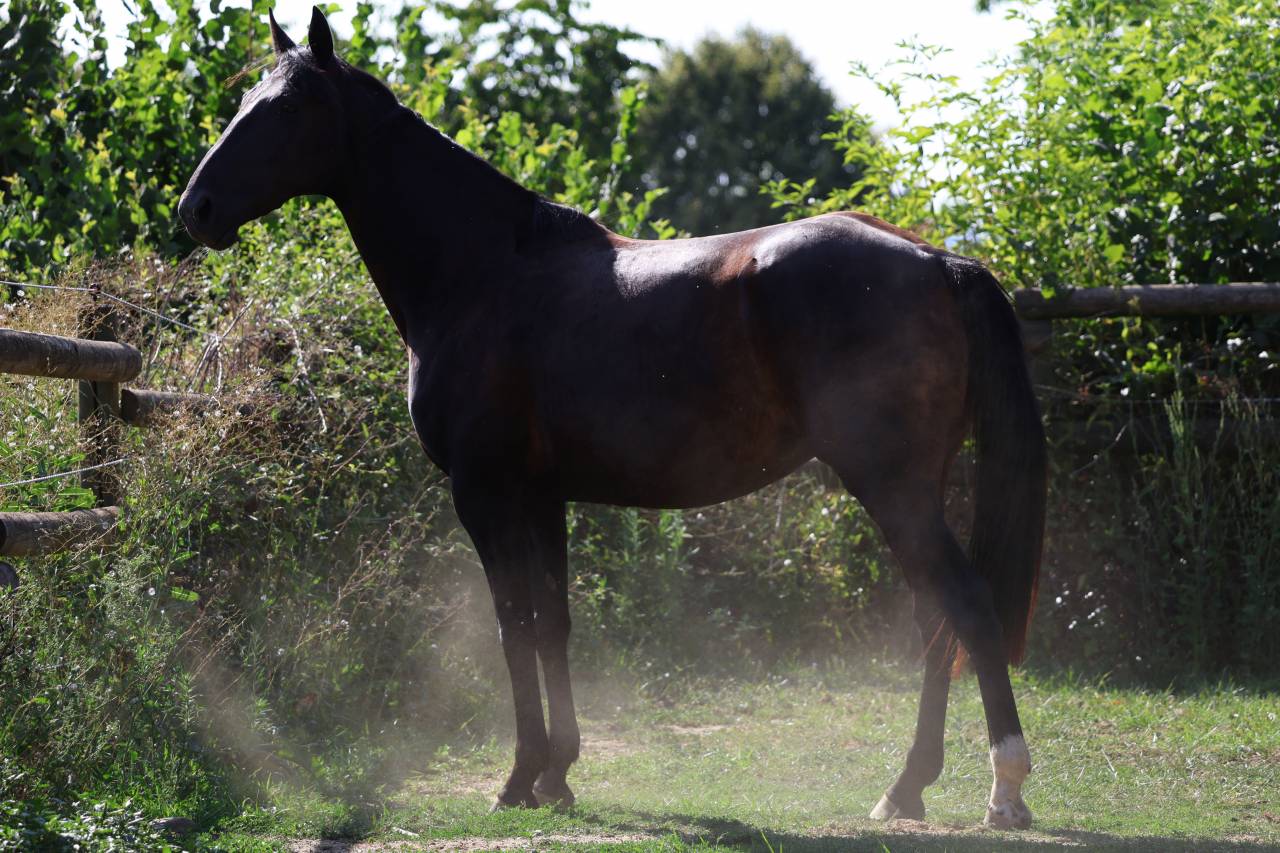 Fattrice Origine non conosciuta  In vendita 2019 Nero